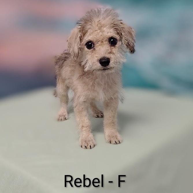 Rebel, Adoptable, Puppy Female Poodle & Mixed Breed.
