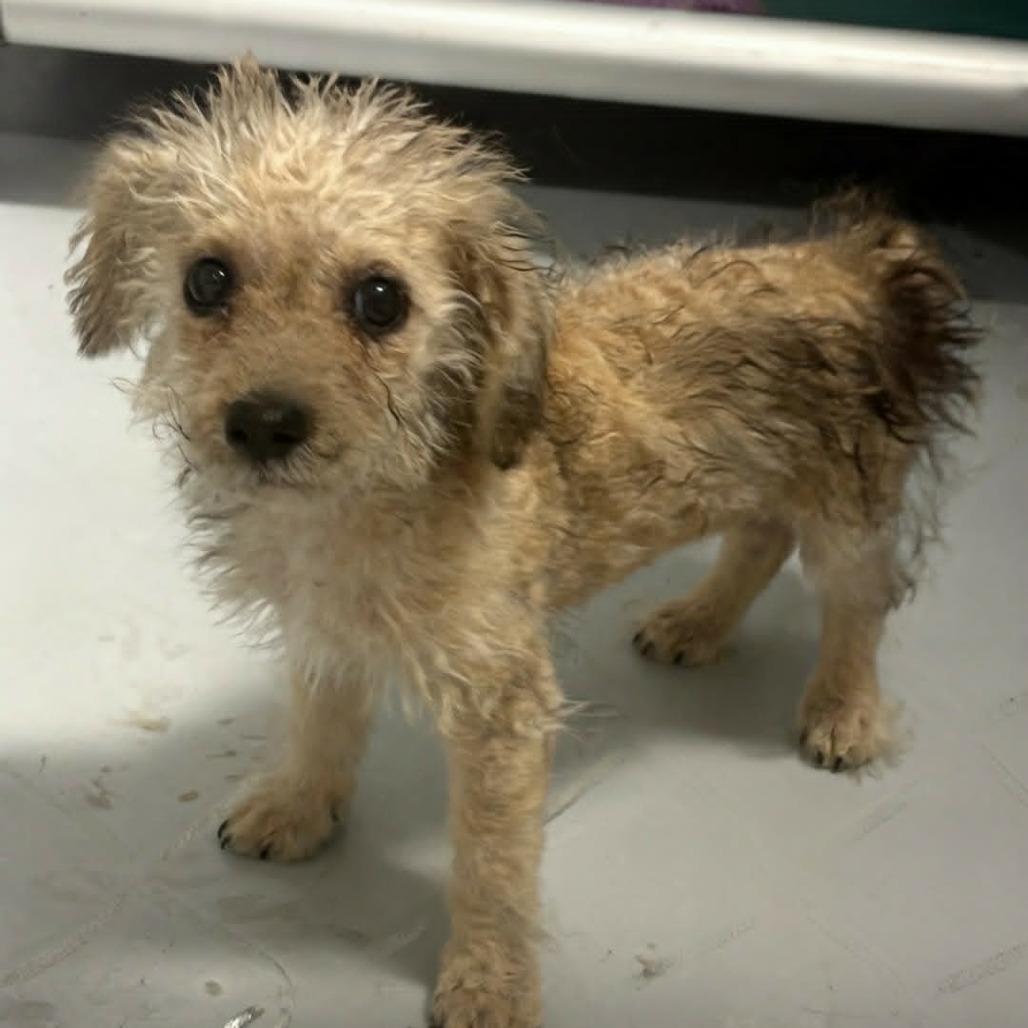 Rebel, a Adoptable mixed breed in Griswold, CT image 2/2