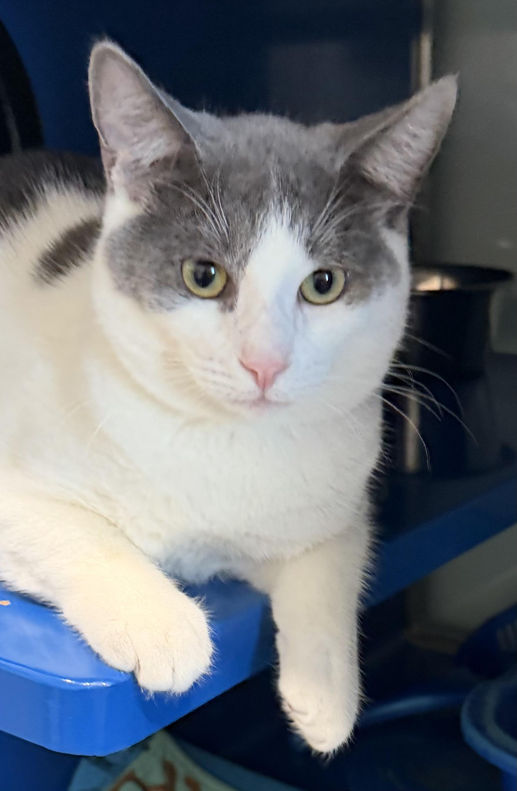 Enlarge Sully, an adopted Domestic Short Hair in Sault Sainte Marie, MI image 1/2