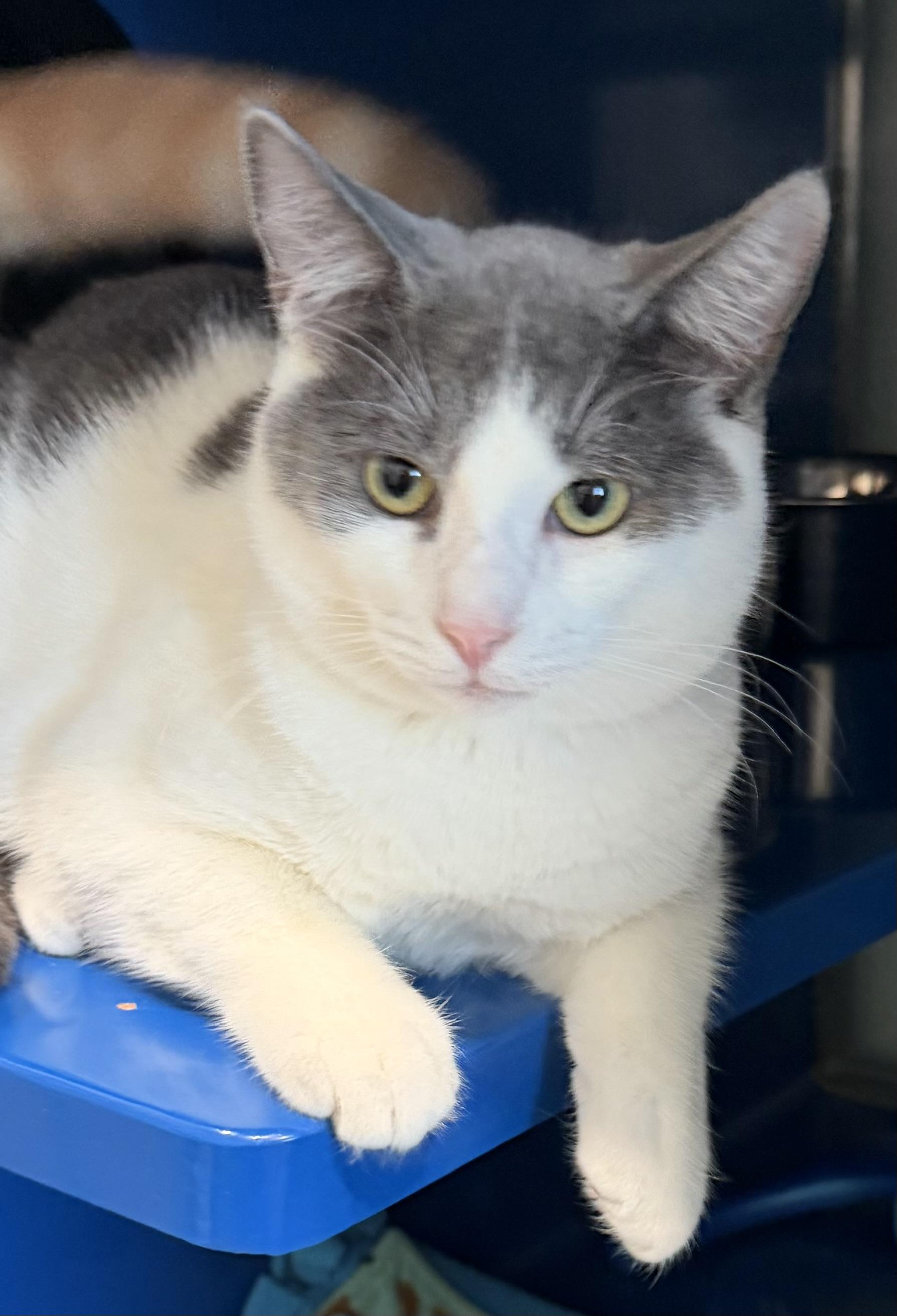 Enlarge Sully, an adopted Domestic Short Hair in Sault Sainte Marie, MI image 2/2