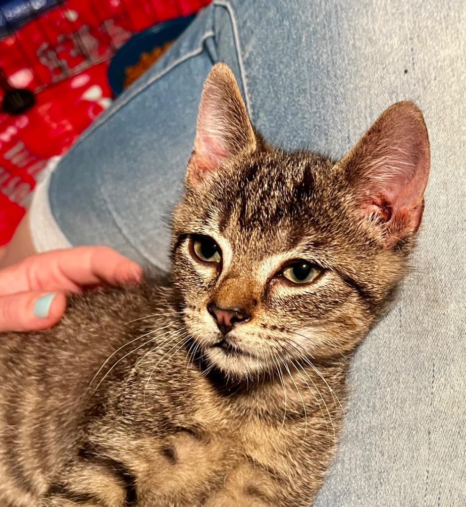 Neptune, Adoptable, Kitten Male Domestic Short Hair.