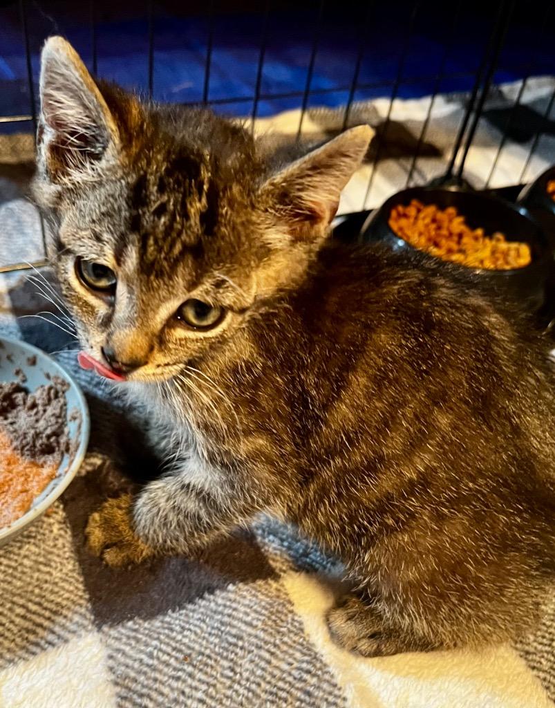 Enlarge Neptune, a Adoptable mixed breed in Clinton, SC image 2/2