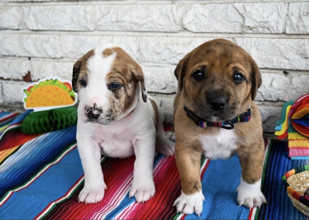 Enlarge Taco, a Adoptable mixed breed in Warr Acres, OK image 1/6