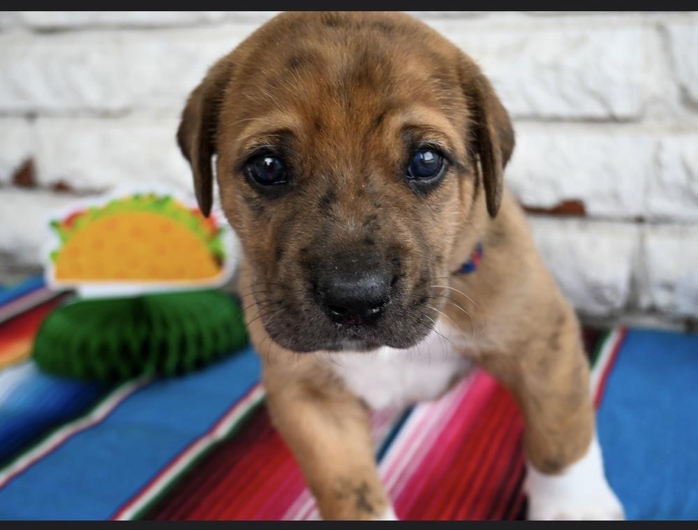 Enlarge Taco, a Adoptable mixed breed in Warr Acres, OK image 2/6