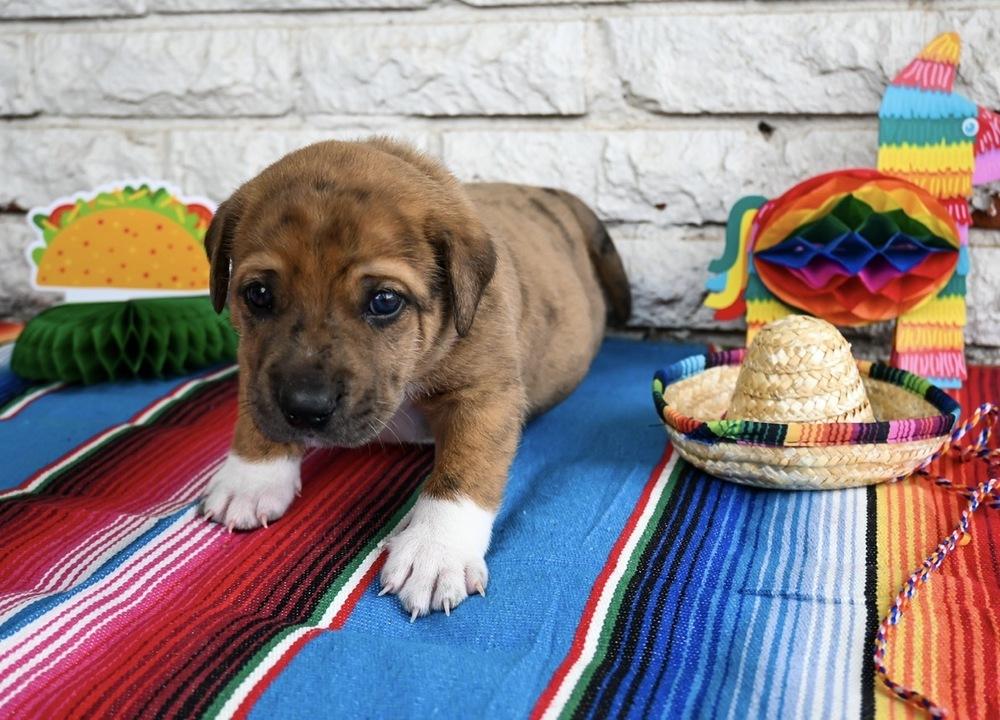 Enlarge Taco, a Adoptable mixed breed in Warr Acres, OK image 3/6