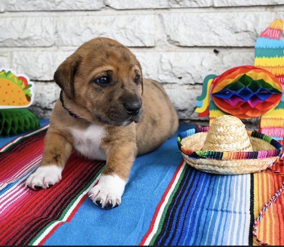 Enlarge Taco, a Adoptable mixed breed in Warr Acres, OK image 4/6