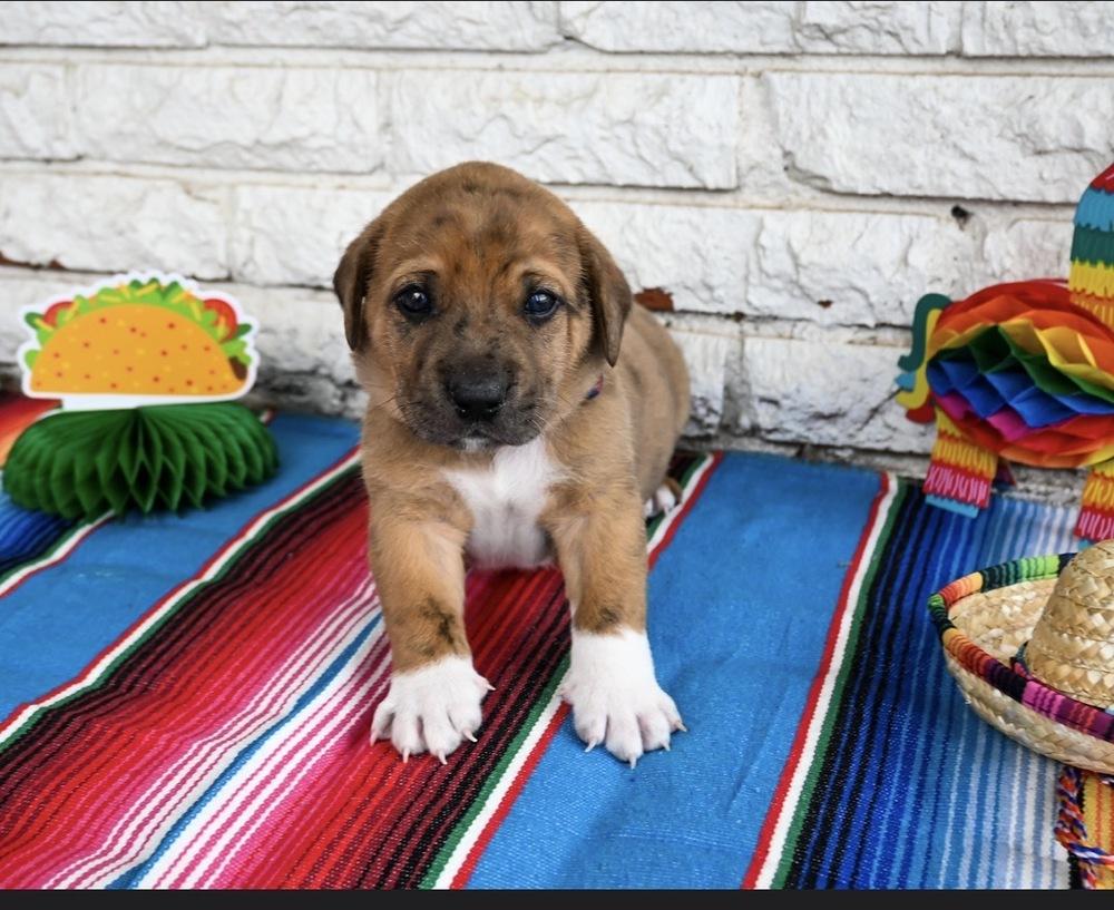 Enlarge Taco, a Adoptable mixed breed in Warr Acres, OK image 5/6