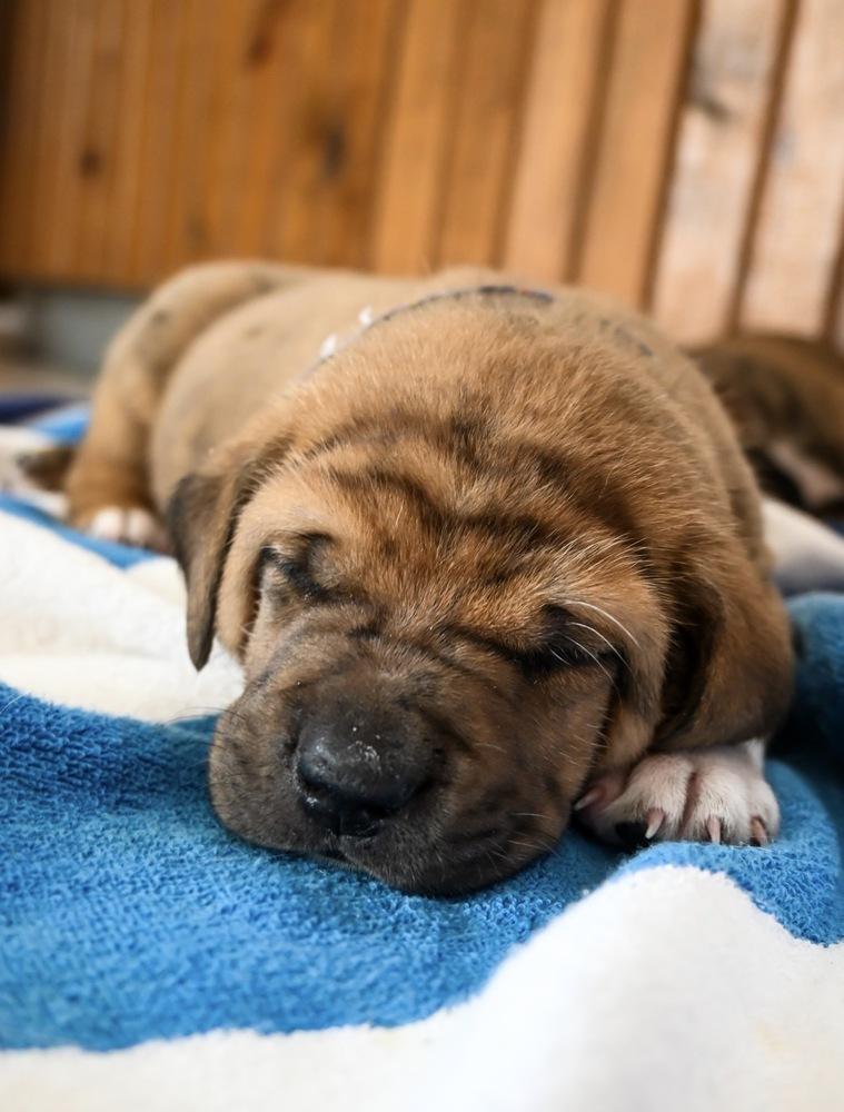 Enlarge Taco, a Adoptable mixed breed in Warr Acres, OK image 6/6
