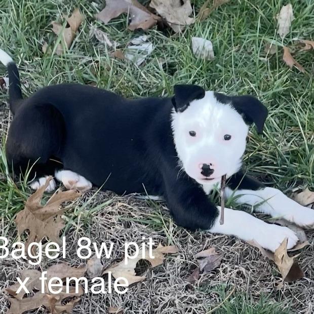 Bagel, Adoptable, Puppy Male Pit Bull Terrier & American Staffordshire Terrier.