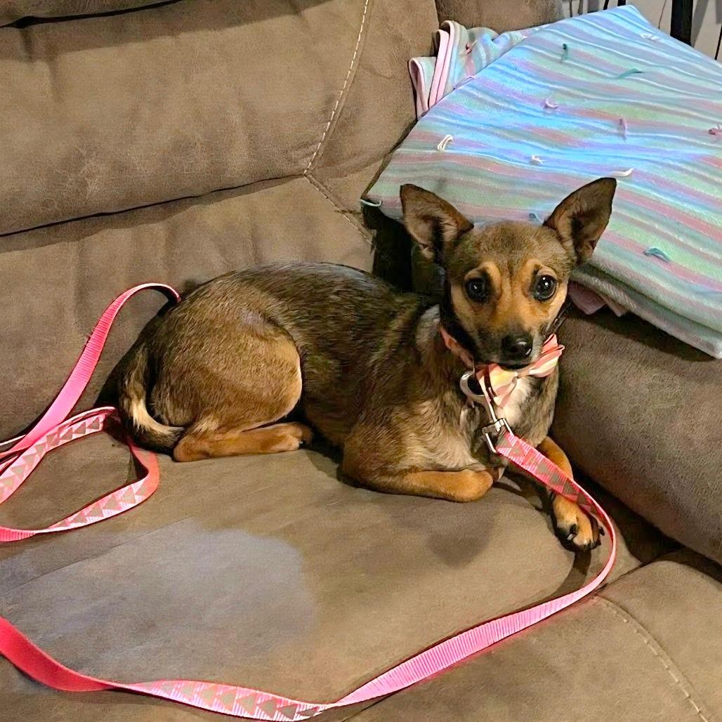 Pixie — thumbnail 3