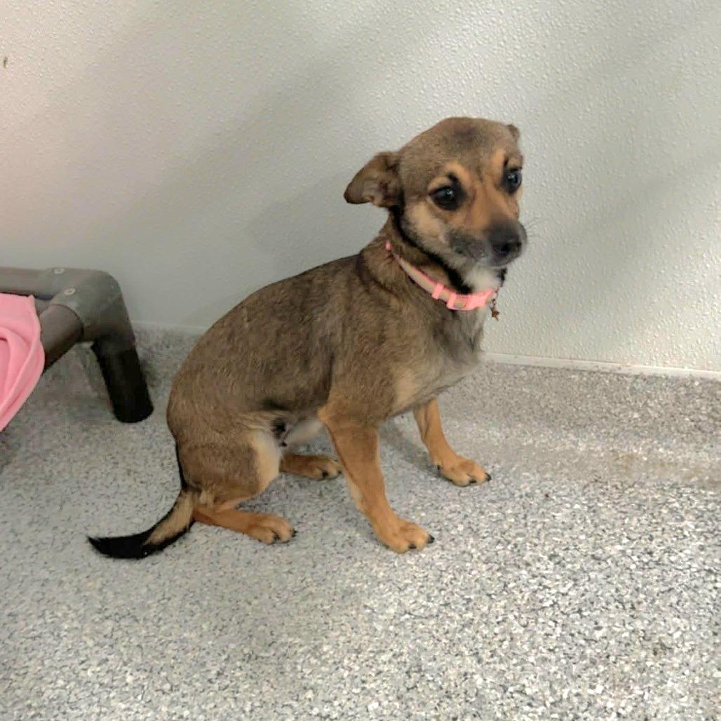 Pixie — thumbnail 5