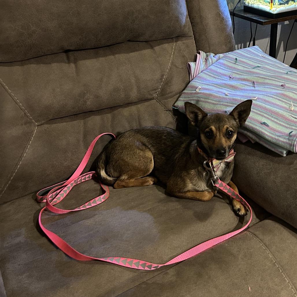 Pixie — thumbnail 6