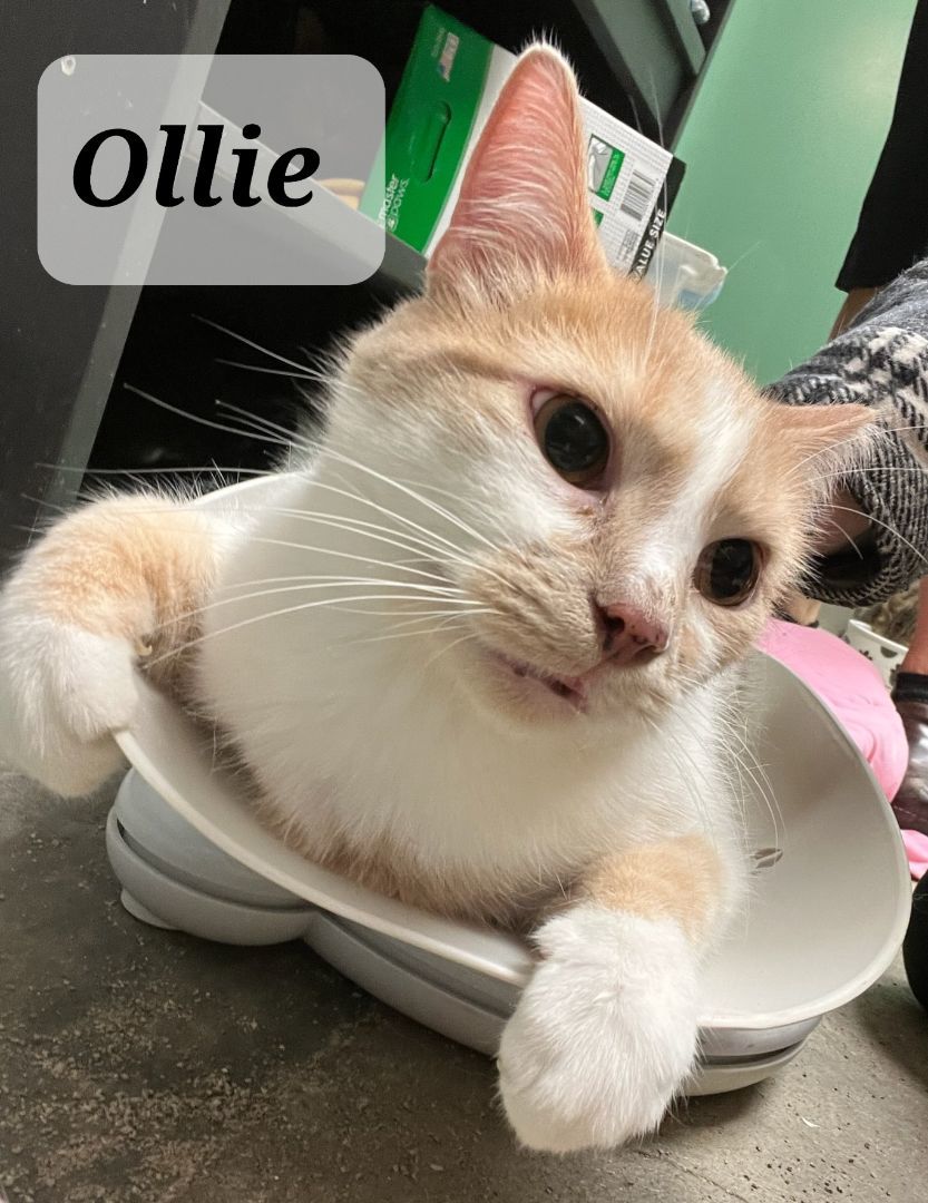 Ollie photo 4