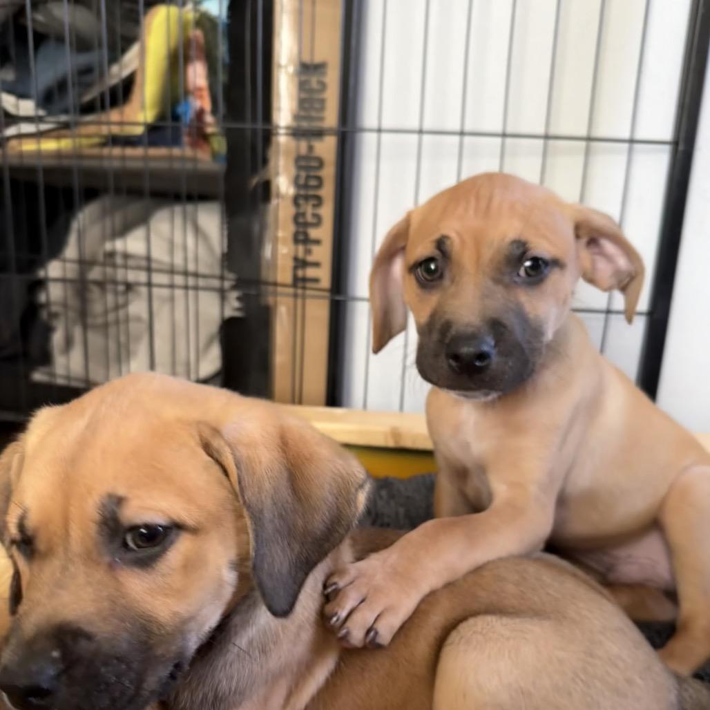 Enlarge Squid, a Adoptable mixed breed in St. Charles, MO image 1/6