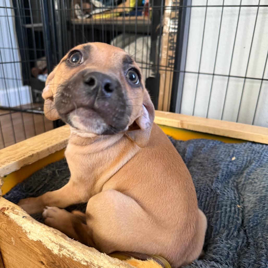 Enlarge Squid, a Adoptable mixed breed in St. Charles, MO image 2/6