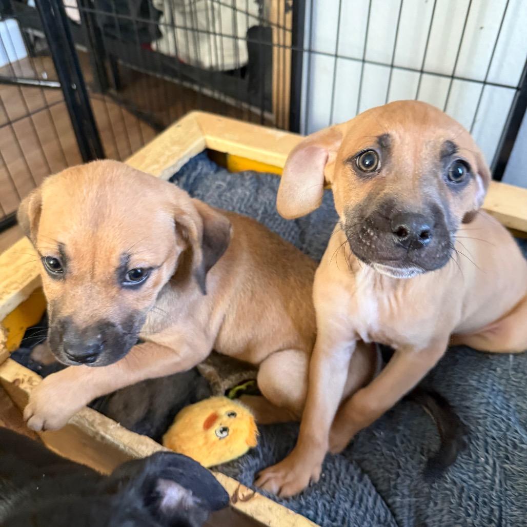 Enlarge Squid, a Adoptable mixed breed in St. Charles, MO image 3/6