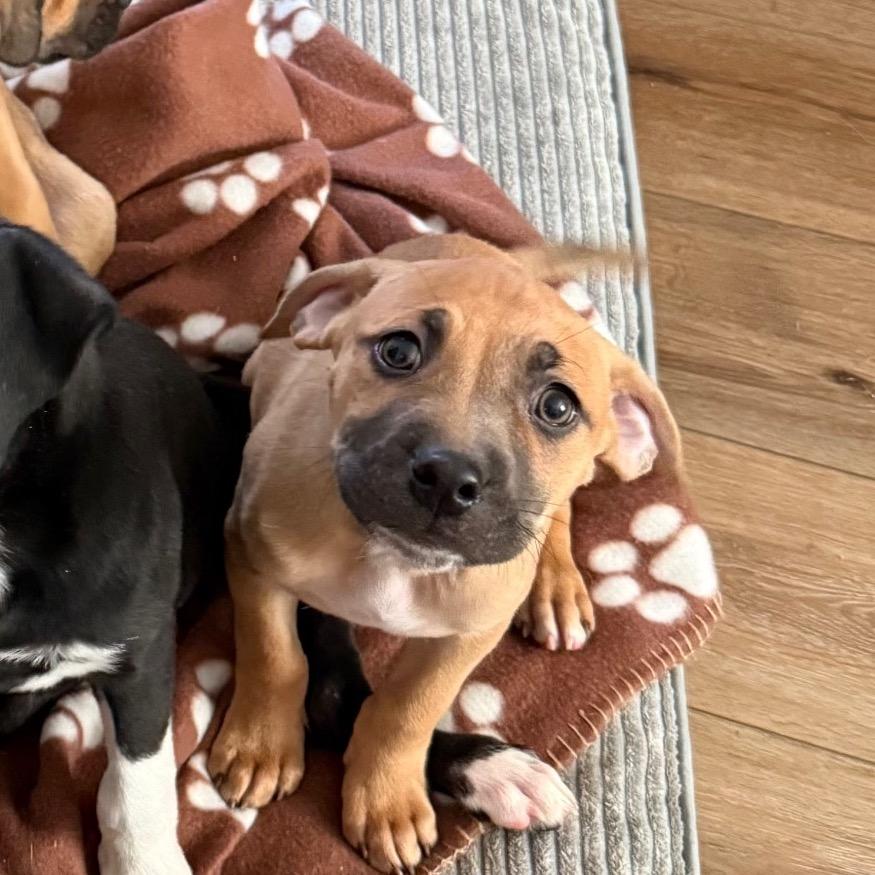 Enlarge Squid, a Adoptable mixed breed in St. Charles, MO image 4/6