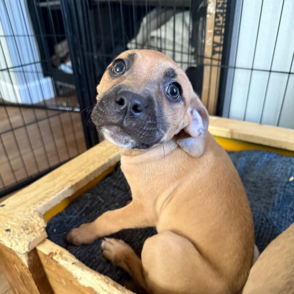 Enlarge Squid, a Adoptable mixed breed in St. Charles, MO image 5/6