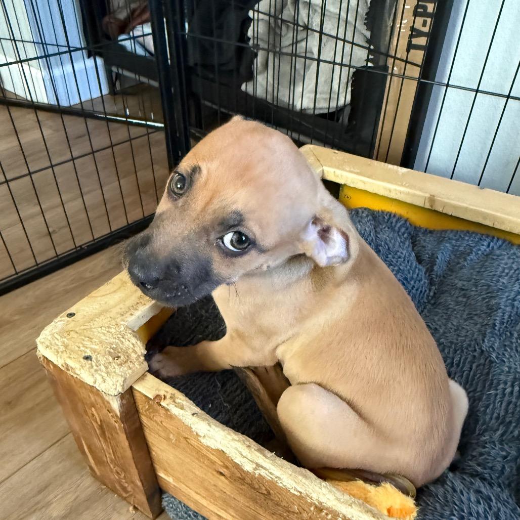 Enlarge Squid, a Adoptable mixed breed in St. Charles, MO image 6/6