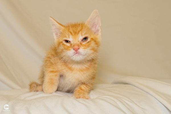 Mochi, an adopted Domestic Short Hair in Denver, CO image 2/3