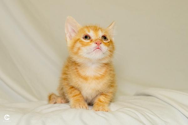 Mochi, an adopted Domestic Short Hair in Denver, CO image 3/3