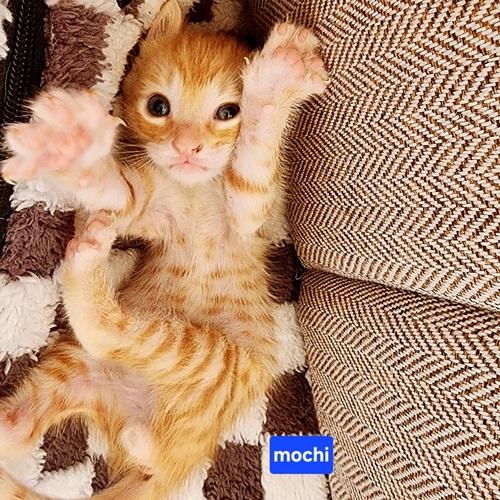 Mochi, adopted, Young Male Domestic Short Hair.