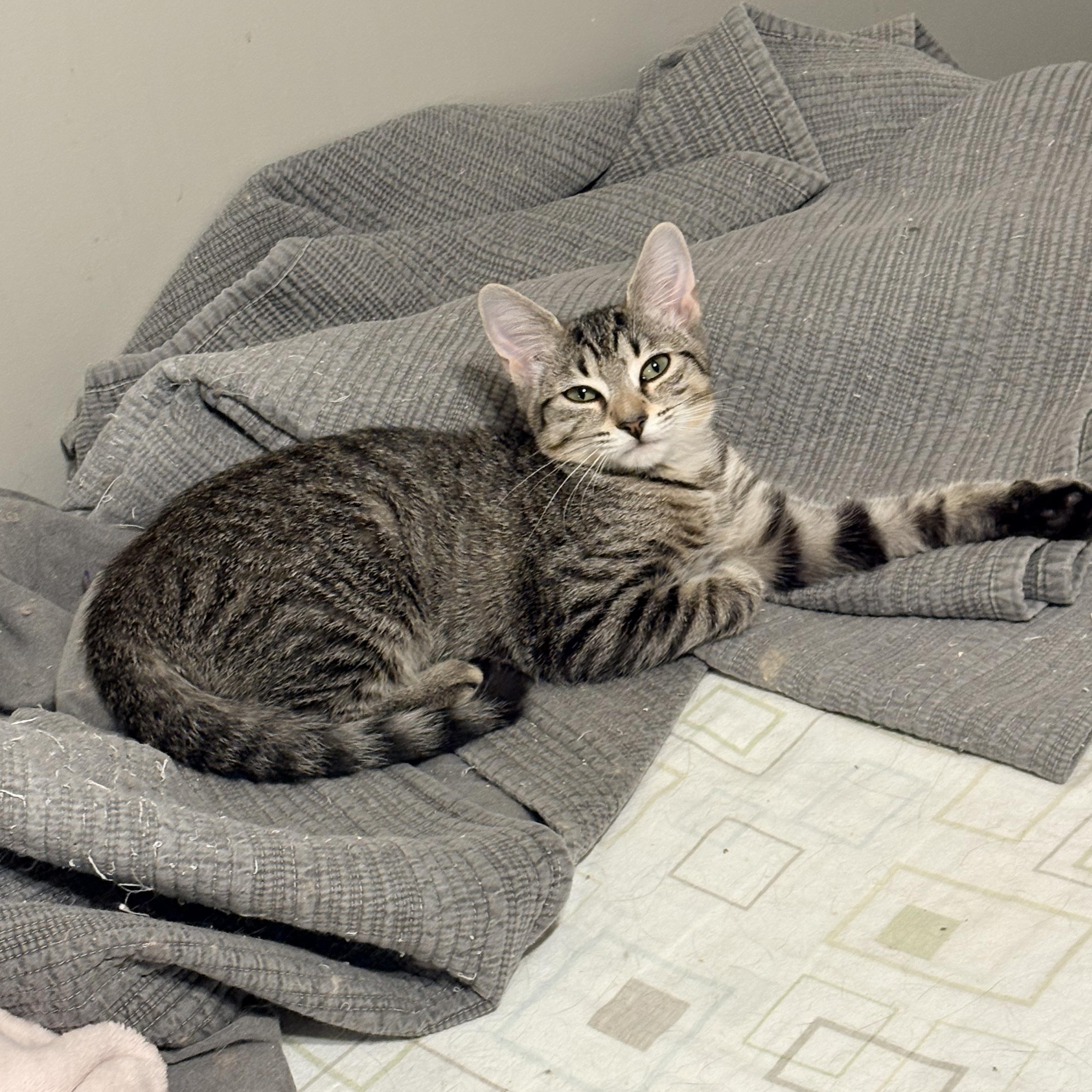 Enlarge Daisy, a Adoptable Domestic Short Hair in Fredericton, NB image 1/5