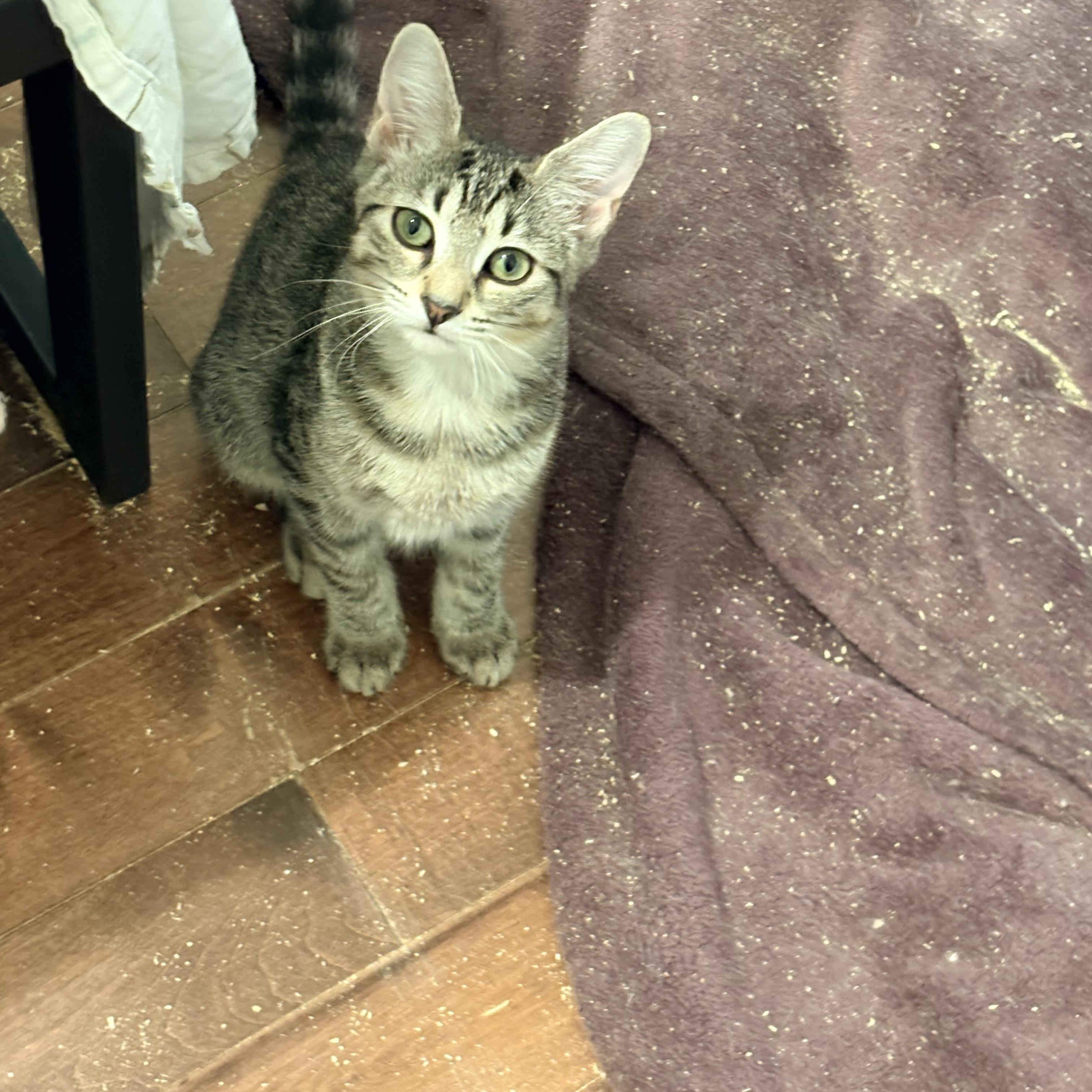 Enlarge Daisy, a Adoptable Domestic Short Hair in Fredericton, NB image 3/5