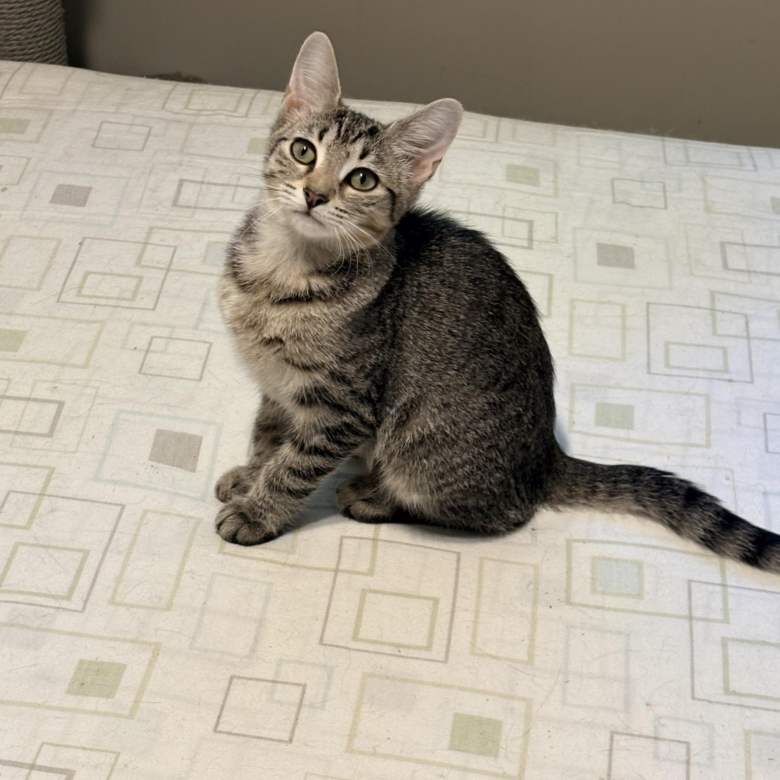 Enlarge Daisy, a Adoptable Domestic Short Hair in Fredericton, NB image 2/5