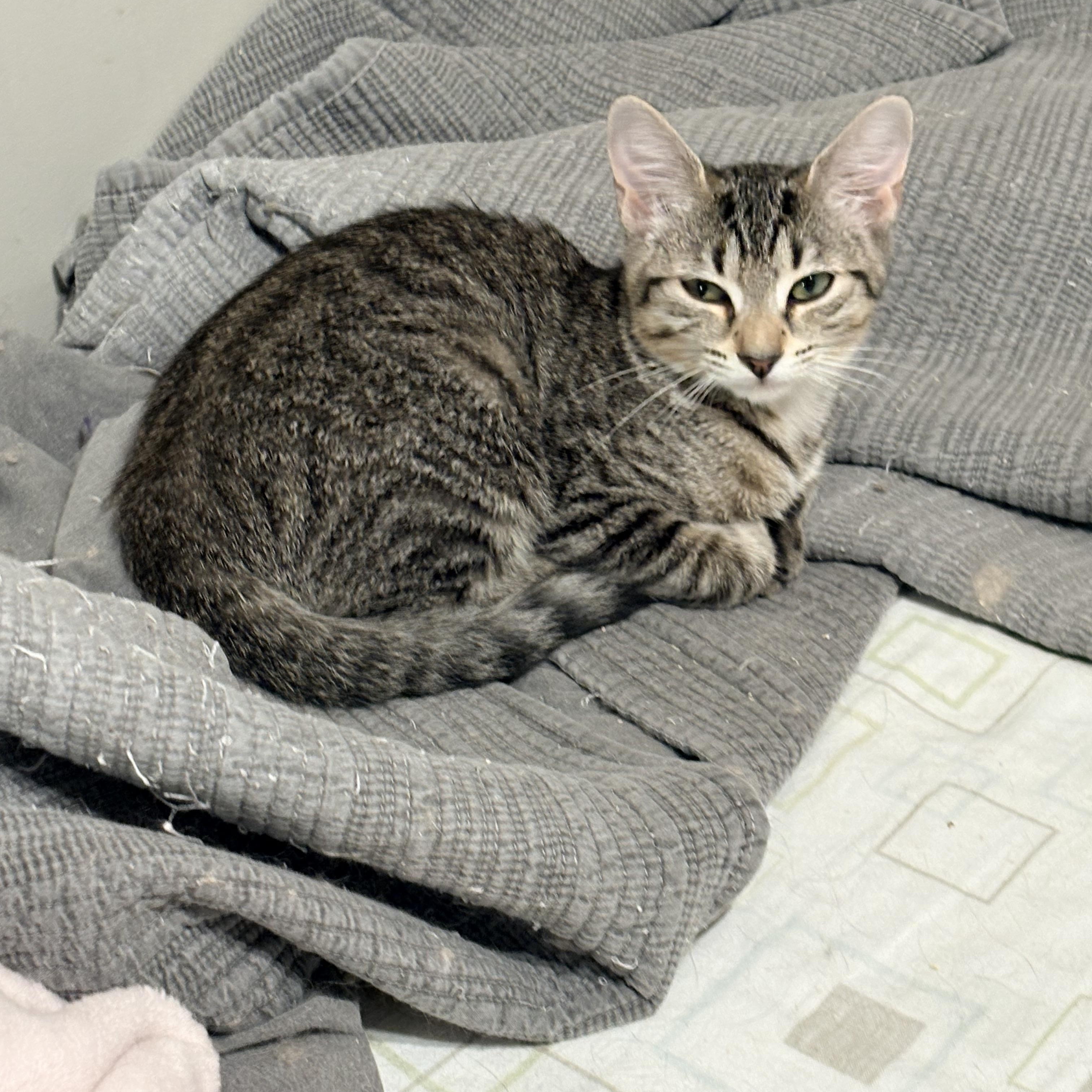 Enlarge Daisy, a Adoptable Domestic Short Hair in Fredericton, NB image 5/5