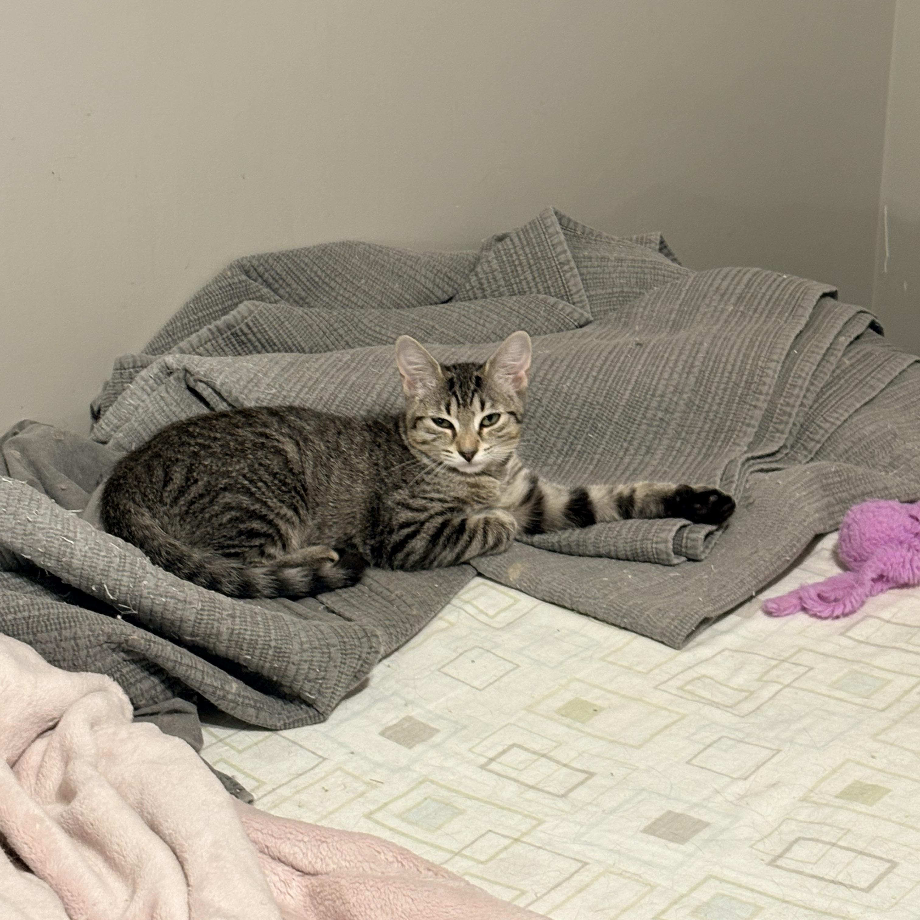 Enlarge Daisy, a Adoptable Domestic Short Hair in Fredericton, NB image 4/5
