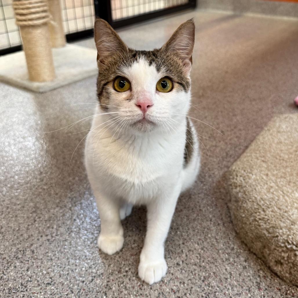 Enlarge Eleanor, a Adoptable Domestic Short Hair in Sarasota, FL image 2/3