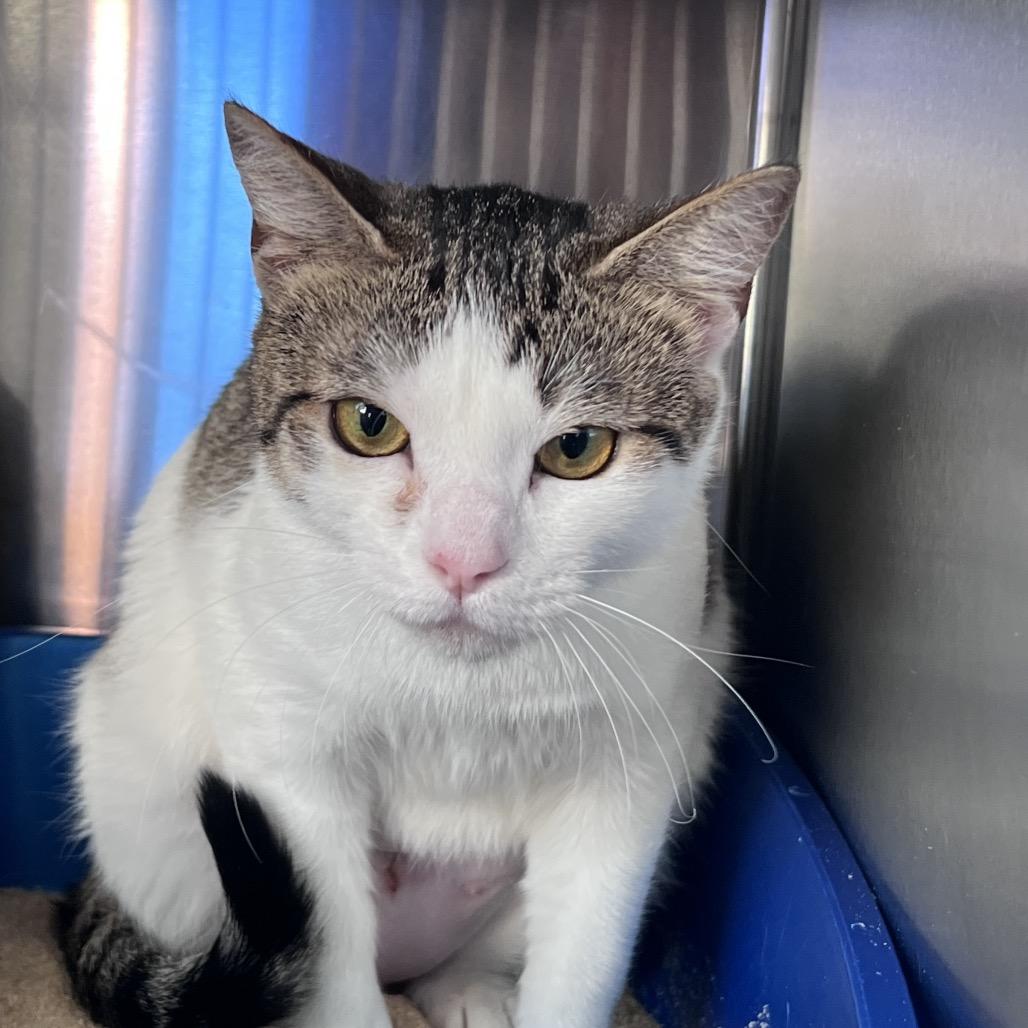 Enlarge Eleanor, a Adoptable Domestic Short Hair in Sarasota, FL image 3/3