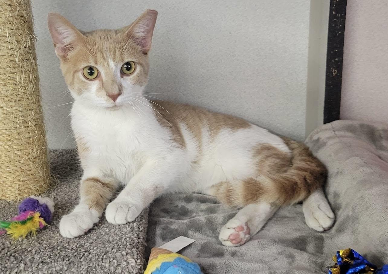 Enlarge Emerson, an adopted Domestic Short Hair in Independence, OH image 3/4