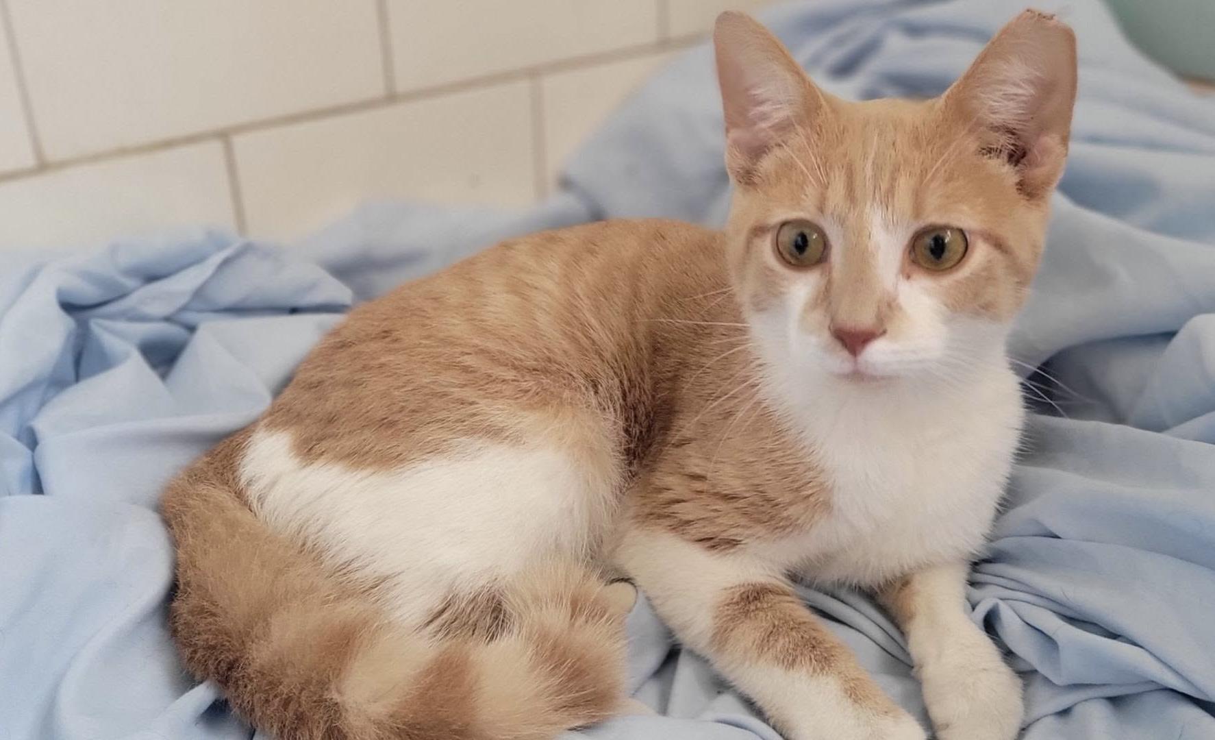 Emerson, adopted, Young Male Domestic Short Hair.