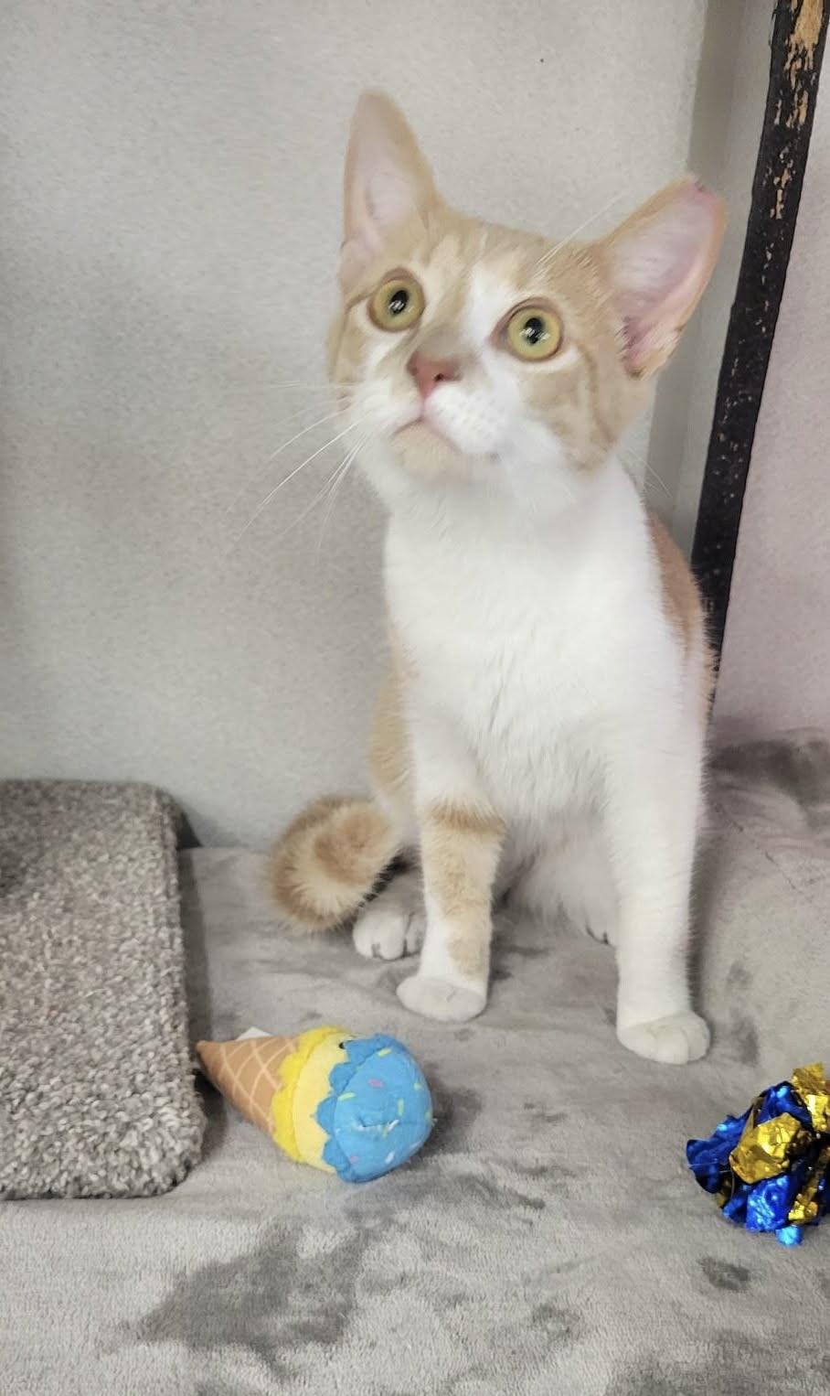 Enlarge Emerson, an adopted Domestic Short Hair in Independence, OH image 2/4