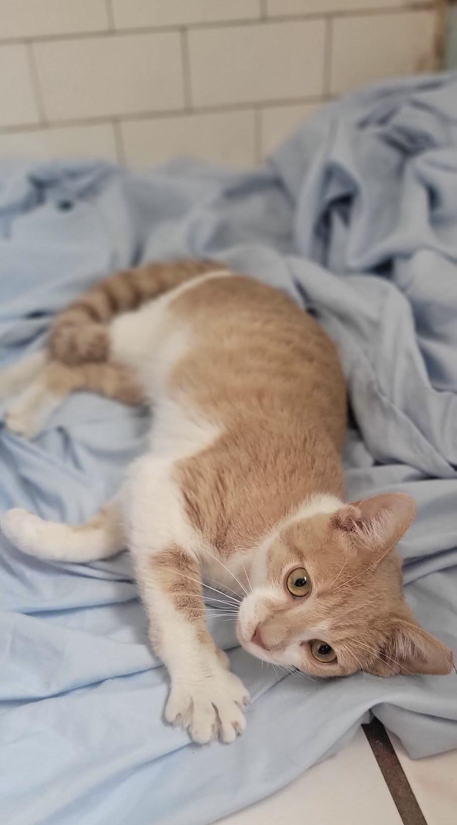 Enlarge Emerson, an adopted Domestic Short Hair in Independence, OH image 4/4