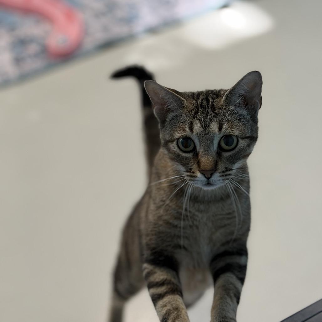Enlarge Shylo, a Adoptable mixed breed in Salt Lake City, UT image 1/3
