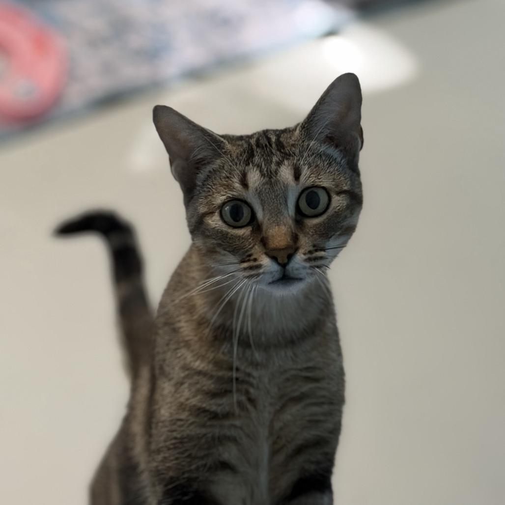 Enlarge Shylo, a Adoptable mixed breed in Salt Lake City, UT image 2/3