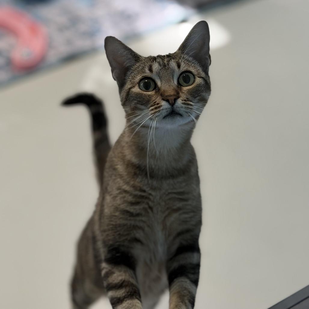 Enlarge Shylo, a Adoptable mixed breed in Salt Lake City, UT image 3/3