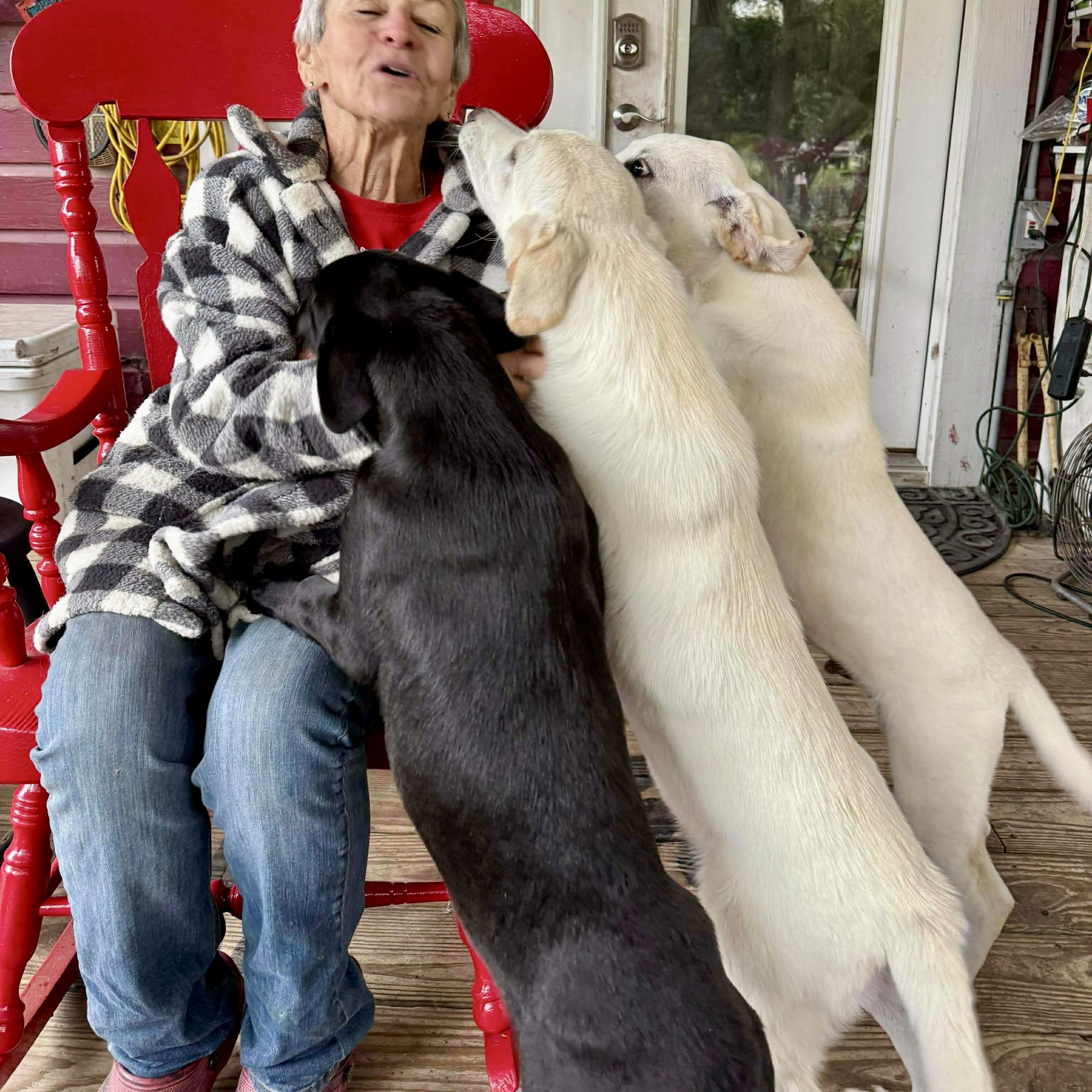 Whimsy, a Adoptable Labrador Retriever in Vancouver , WA image 2/6