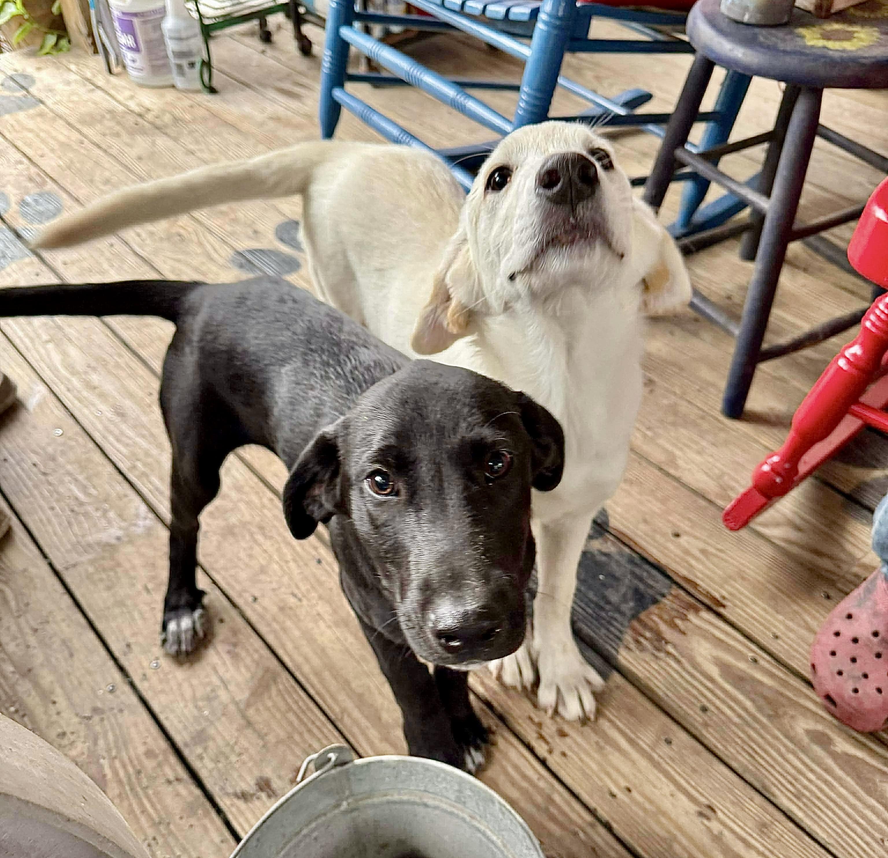 Whimsy, a Adoptable Labrador Retriever in Vancouver , WA image 5/6