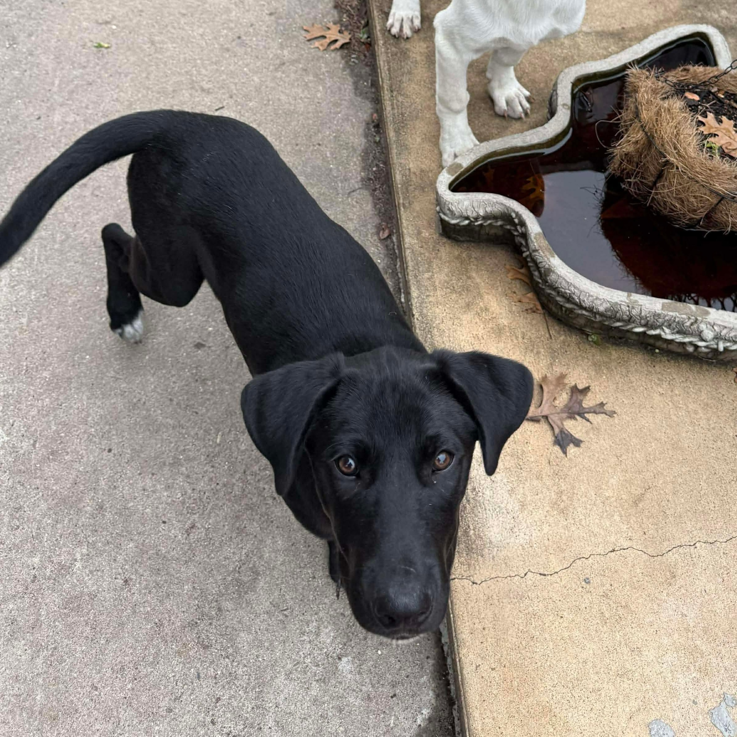 Whimsy, a Adoptable Labrador Retriever in Vancouver , WA image 4/6
