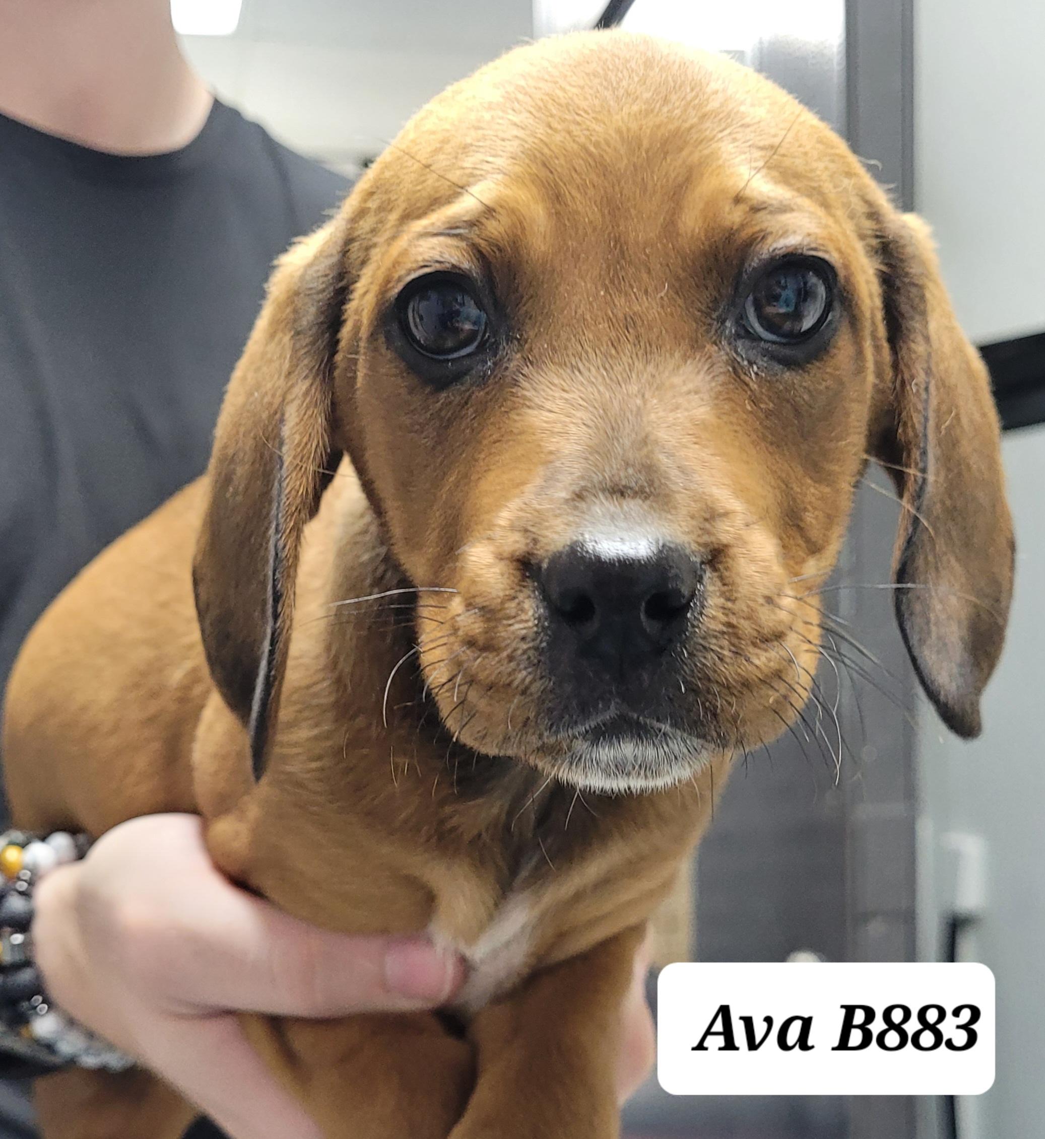 Enlarge Ava, a ADOPTABLE Beagle in Morganton, NC image 1/1