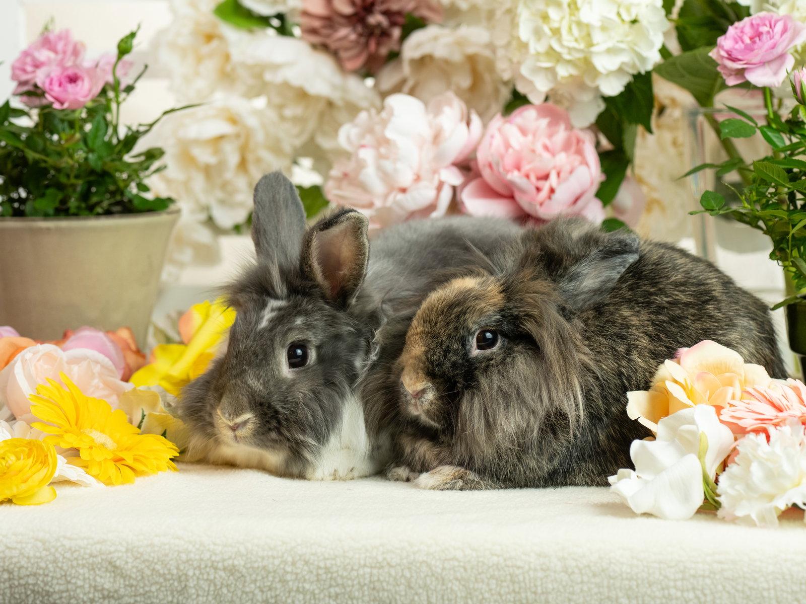 Sarabi, Adoptable, Adult Female Harlequin & Lionhead.