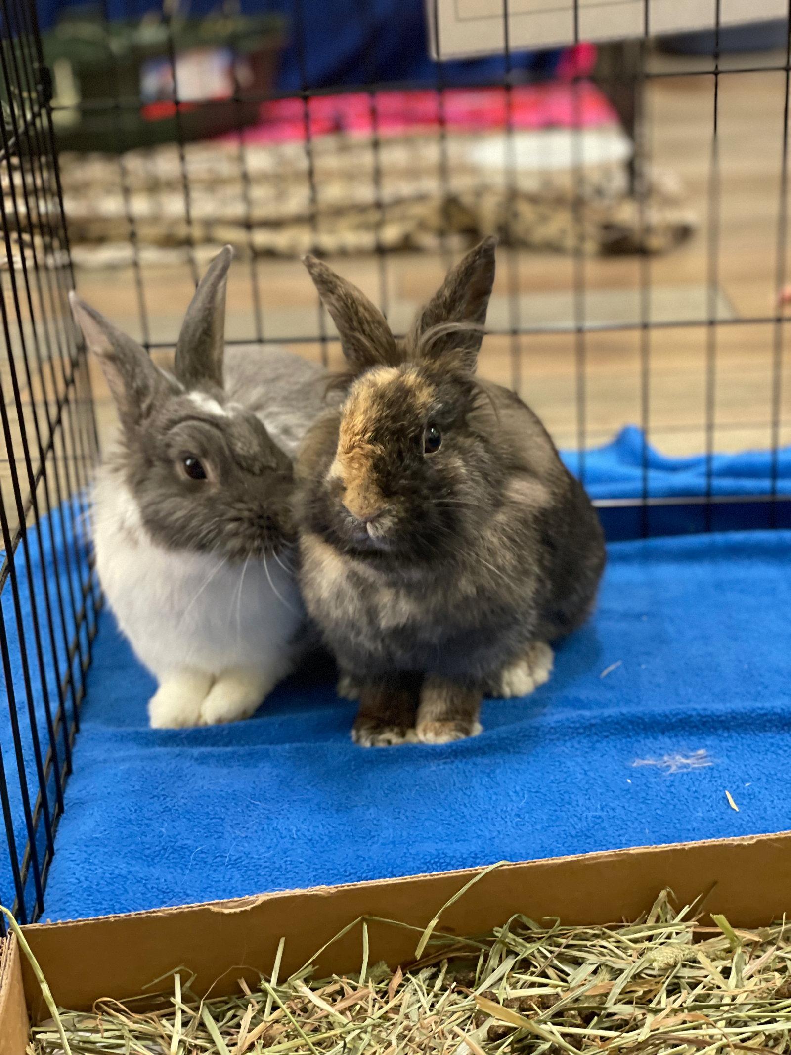 Sarabi, Adoptable, Adult Female Harlequin & Lionhead.