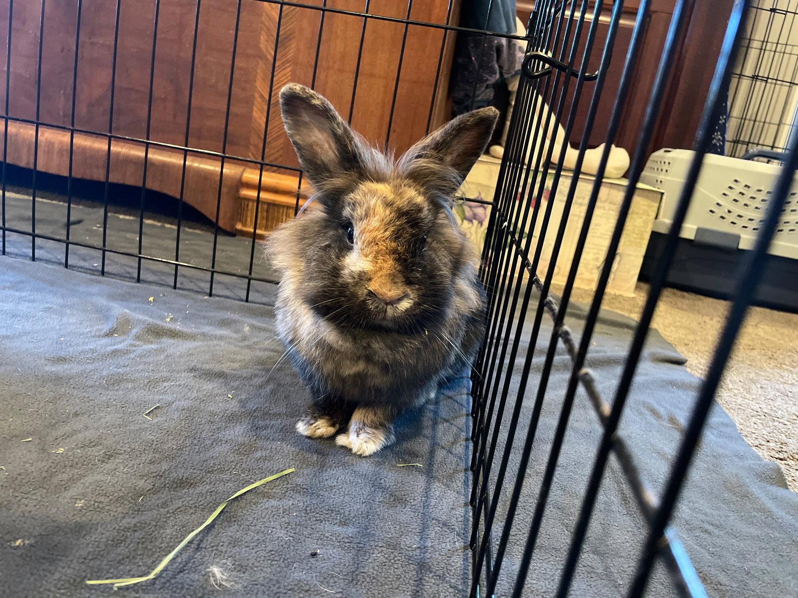 Enlarge Sarabi, a Adoptable mixed breed in Antioch, CA image 2/3