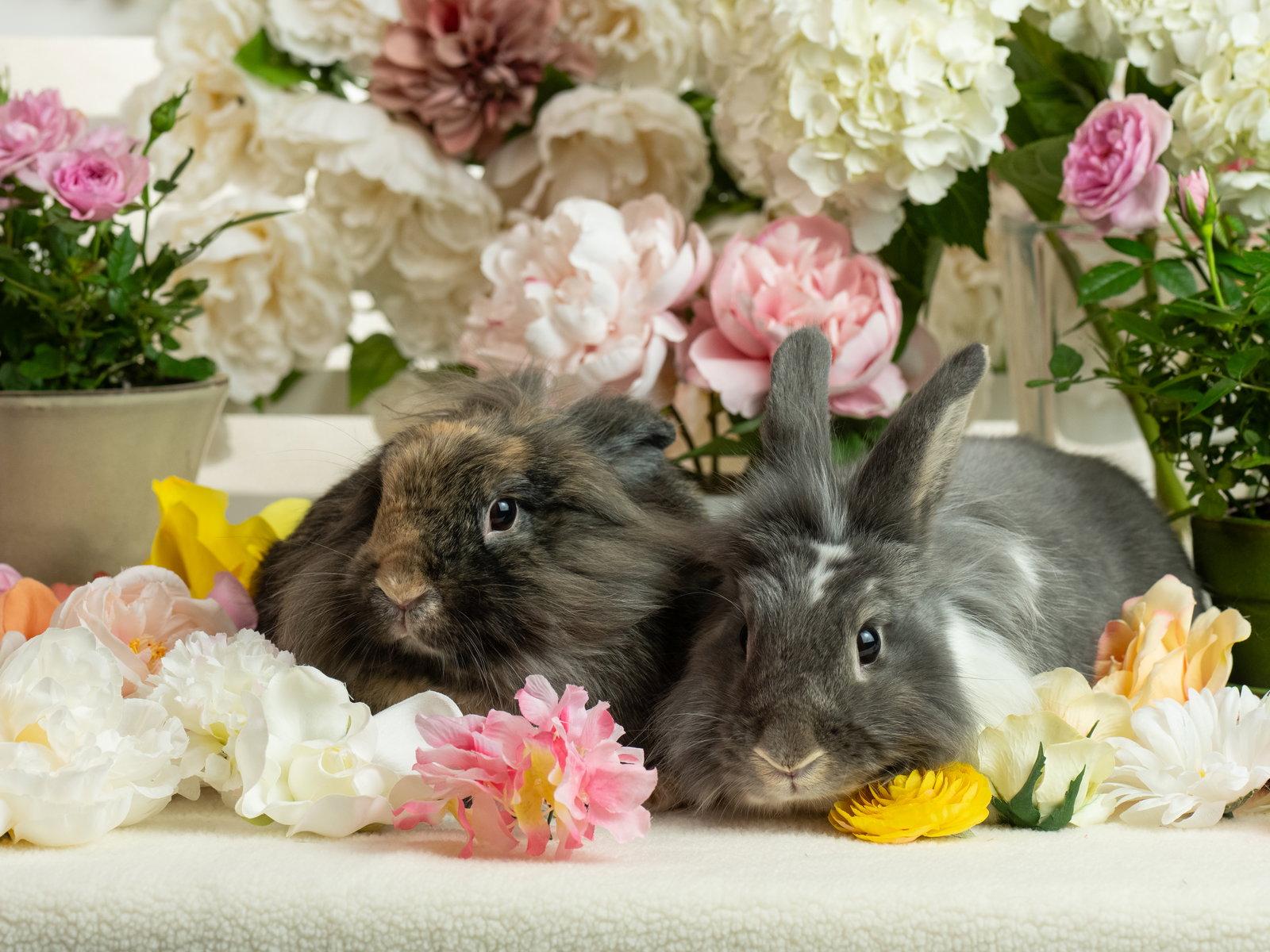 Enlarge Sarabi, a Adoptable mixed breed in Antioch, CA image 3/3