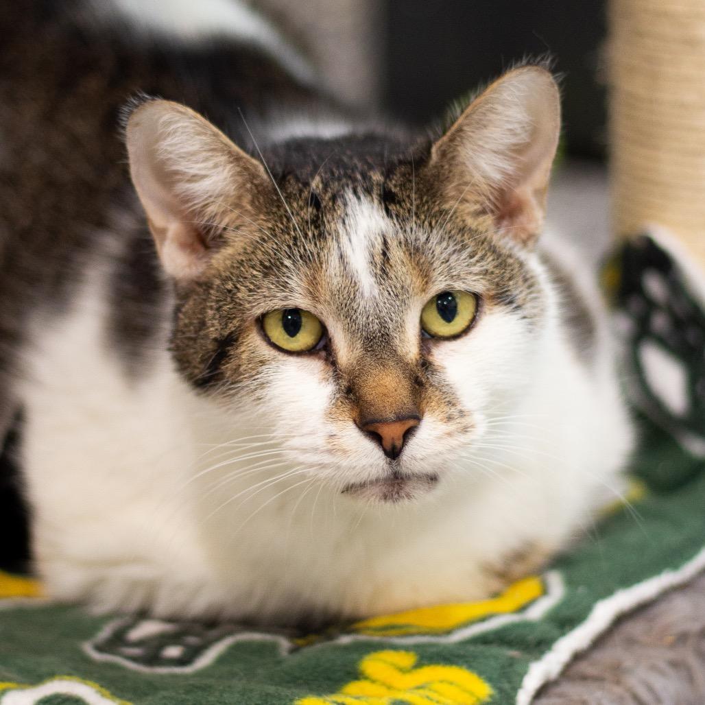 Bella 3 — thumbnail 3