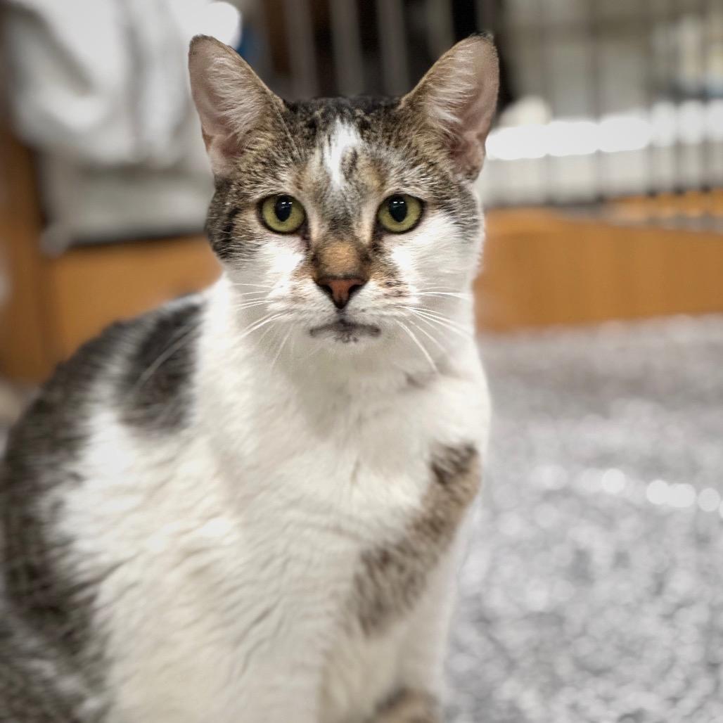 Bella 3 — thumbnail 4